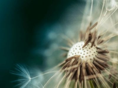 congreso mindfulness