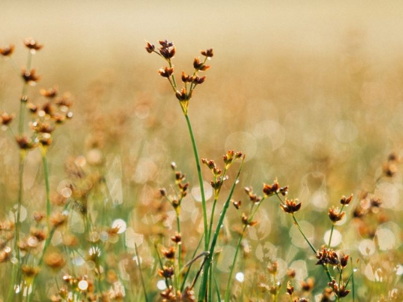 proyecto mindfulness research retiro es un nuevo comienzo
